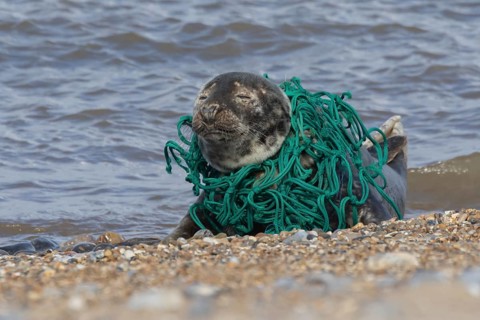 Grey seal (Halichoerus grypus) adult animal with netting wrapped around its body resting on a