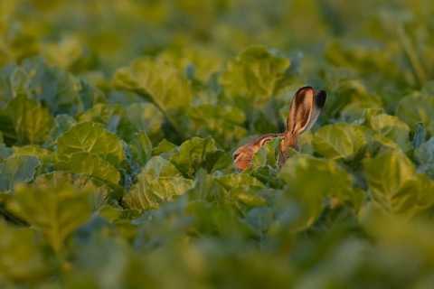 European brown hare (Lepus europaeus) adult animal in a farmland sugar beet crop, England, United