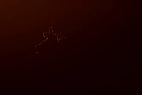 European brown hare (Lepus europaeus) adult animal rim lit from backlighting in a farmland field at