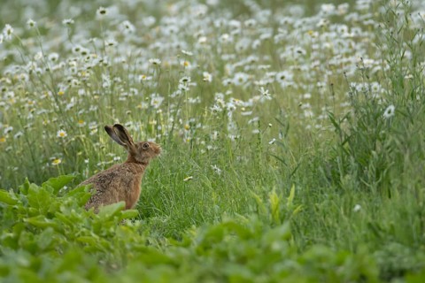 European brown hare (Lepus europaeus) adult animal on the edge of a farmland sugar beet crop with a