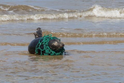 Grey seal (Halichoerus grypus) adult animal with netting wrapped around its body resting in the
