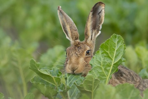 European brown hare (Lepus europaeus) adult animal eating a leaf in a farmland sugar beet crop,