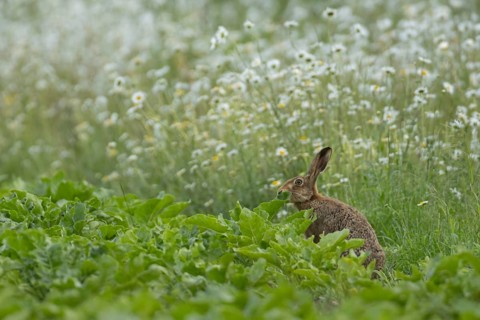 European brown hare (Lepus europaeus) adult animal feeding on the edge of a farmland sugar beet