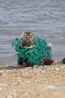 Grey seal (Halichoerus grypus) adult animal with netting wrapped around its body resting on a