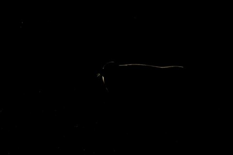 Grey seal (Halichoerus grypus) adult animal rim lit from backlighting on a beach, England, United