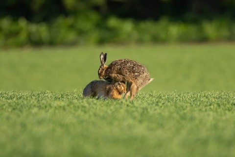 European brown hare (Lepus europaeus) two adult animals boxing or fighting in a farmland field in