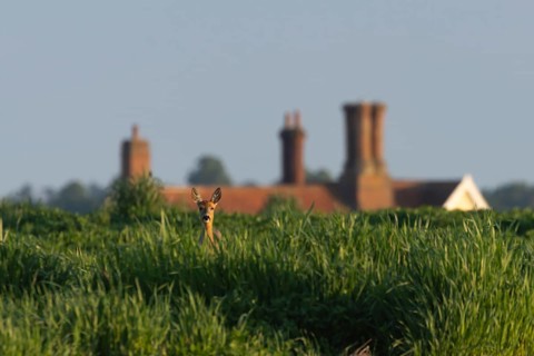 Roe deer (Capreolus capreolus) adult female doe animal in a farmland field with a house in the