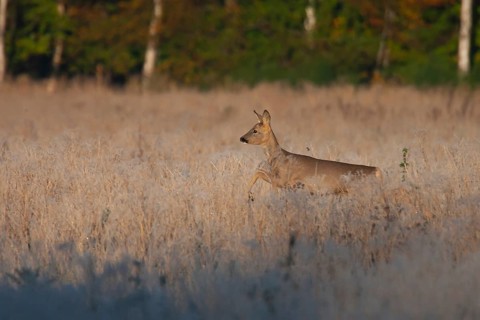 Roe deer (Capreolus capreolus) adult animal female doe running in frosted grassland, England,