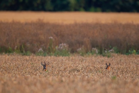 Roe deer (Capreolus capreolus) adult male buck and female doe in a summer wheat field, England,