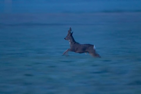 Roe deer (Capreolus capreolus) adult male buck running on frosted grassland, motion blur image,