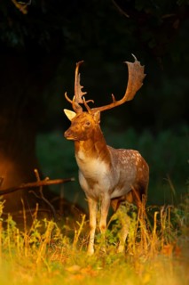 Fallow deer (Dama dama) adult male buck on the edge of a woodland, England, United Kingdom