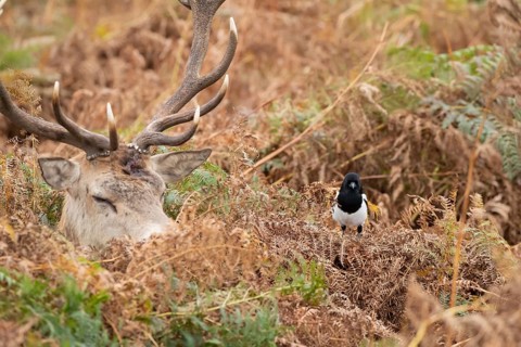 Red deer (Cervus elaphus) adult animal female sleeping amongst bracken with a Magpie (Pica pica)