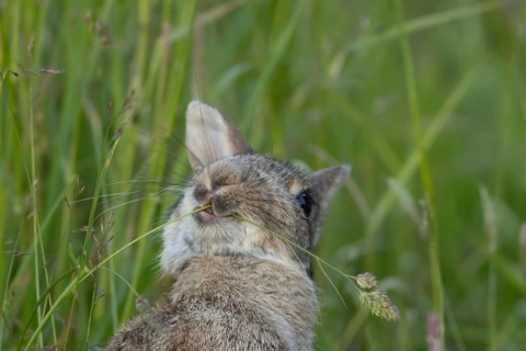 European rabbit (Oryctolagus cuniculus) adult animal feeding on a blade of grass in grassland,
