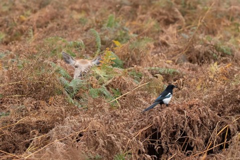 Red deer (Cervus elaphus) adult animal female amongst bracken with a Magpie (Pica pica) bird close