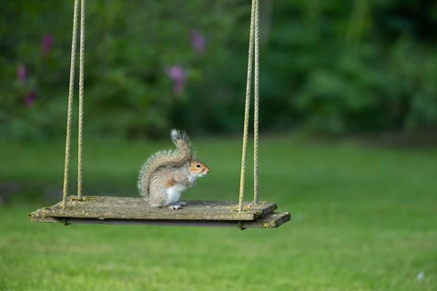 Grey squirrel (Sciurus carolinensis) adult animal on a garden swing, England, United Kingdom