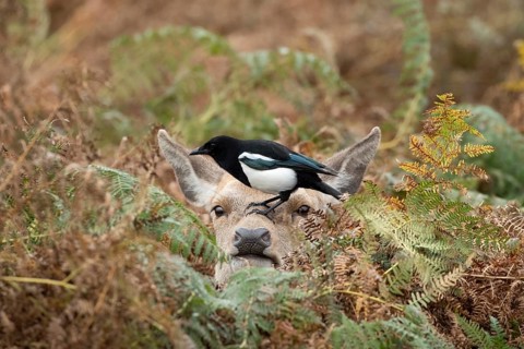Red deer (Cervus elaphus) adult animal female amongst bracken with a Magpie (Pica pica) bird on its