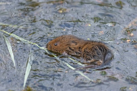 Water vole (Arvicola amphibius) adult animal collecting a reed leaf in a pond, England, United