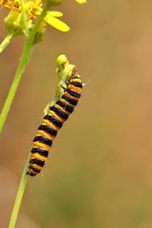 St. Jacob's weed bear or blood bear (Tyria jacobaeae), butterfly caterpillar, moth, family