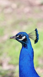 Indian peafowl (Pavo scalloped ribbonfish), portrait, captive, North Rhine-Westphalia, Germany