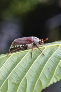 May beetle, wood cockchafer (Melolontha hippocastani), male, on leaf of a horse chestnut (Aesculus