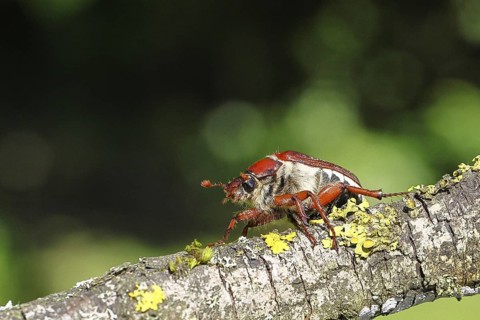 May beetle, wood cockchafer (Melolontha hippocastani), female, on a branch covered with lichen,