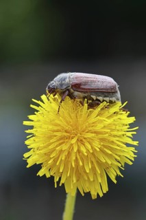 Cockchafer, field cockchafer (Melolontha melolontha), female on a dandelion (Taraxacum) flower,