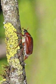 May beetle, wood cockchafer (Melolontha hippocastani), female, on a branch covered with lichen,