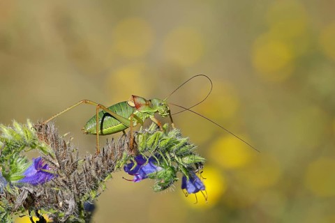 Steppe saddle grasshopper, steppe saddle grasshopper (Ephippiger ephippiger), male, on Viper's