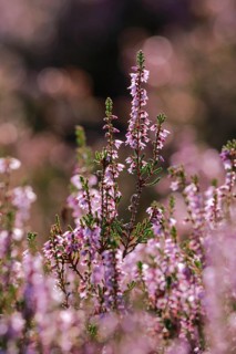 Close-up of flowering heather against the light in the LÃ¼neburg Heath, Lower Saxony, Germany