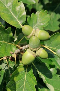 Close-up of green acorns and oak leaves in late summer, Lower Saxony, Germany