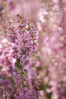Close-up of flowering heather in the LÃ¼neburg Heath, Lower Saxony, Germany