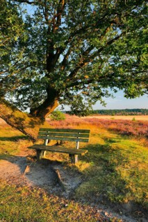 Bench in the evening light under a large oak tree and on the edge of the blooming LÃ¼neburg Heath,