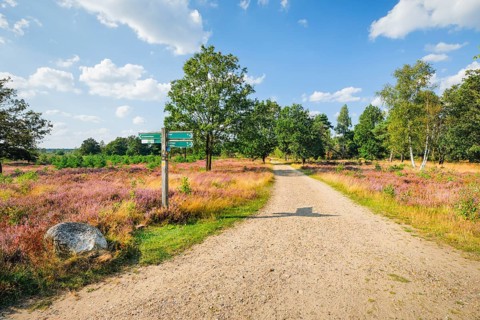 Country lane in the middle of the blooming LÃ¼neburg Heath, Lower Saxony, Germany