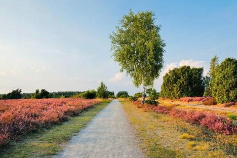 Tree-lined country lane in the middle of the blooming SÃ¼dheide, Lower Saxony, Germany