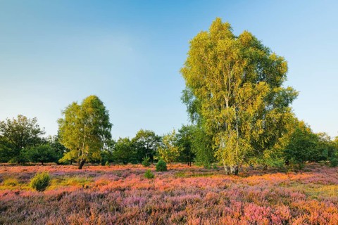 Birch trees in the blooming LÃ¼neburg Heath, Lower Saxony, Germany