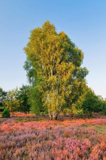 Large birch tree in the blooming LÃ¼neburg Heath, Lower Saxony, Germany