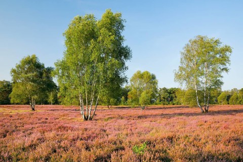 Birch trees in the blooming LÃ¼neburg Heath, Osterheide near Schneverdingen, Lower Saxony, Germany