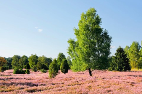 Birches and junipers in the blooming LÃ¼neburg Heath, Lower Saxony, Germany