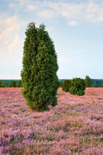 Juniper trees in the blooming southern heath near Schmarbeck, Lower Saxony, Germany