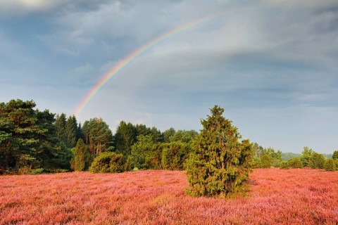 Rainbow over the juniper forest in the blooming southern heath near Schmarbeck, Lower Saxony,