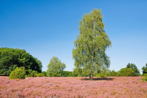Large birch tree in the blooming LÃ¼neburg Heath, Lower Saxony, Germany