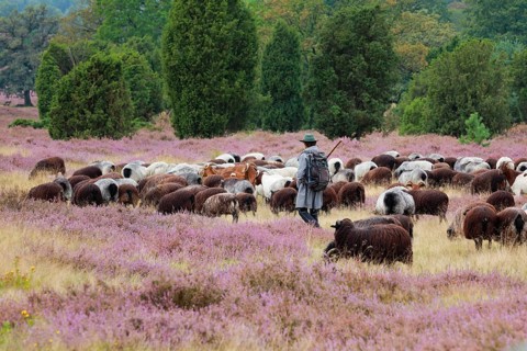 Heidschnucke moorland sheep feeding in the middle of the blooming LÃ¼neburg Heath, Lower Saxony,