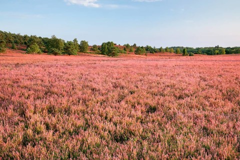 Trees and blooming heath at the foot of the Wilseder Berg, . LÃ¼neburg Heath nature park Park,