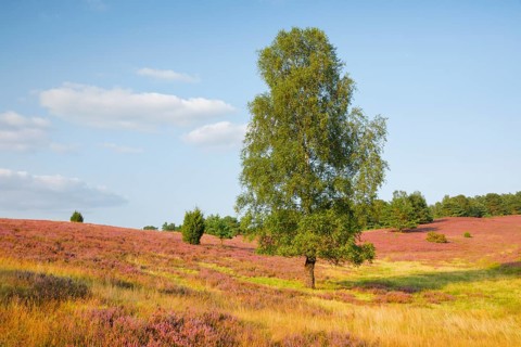 Large birch tree in the blooming LÃ¼neburg Heath on Wilseder Berg, Lower Saxony, Germany