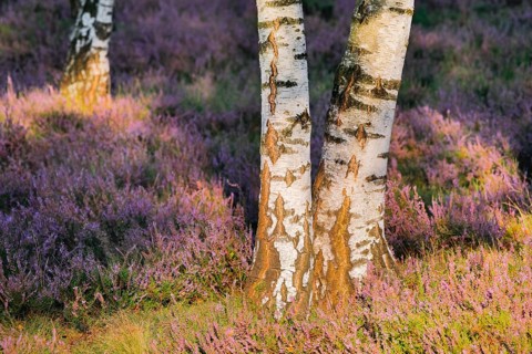 Birch trunks and blooming heather in the Osterheide, LÃ¼neburg Heath, Lower Saxony, Germany