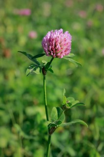 Flowering meadow clover
