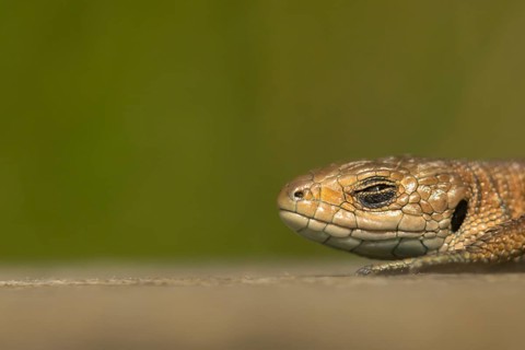 Common lizard (Zootoca vivipara) adult reptile sleeping on a wooden sleeper, England, United