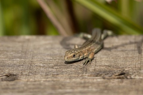 Common lizard (Zootoca vivipara) adult reptile on a wooden sleeper, England, United Kingdom
