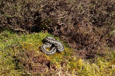 European adder snake (Vipera berus) adult reptile basking on moss, England, United Kingdom