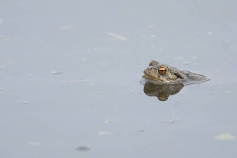 Common toad (Bufo bufo) adult amphibian in a pond, England, United Kingdom